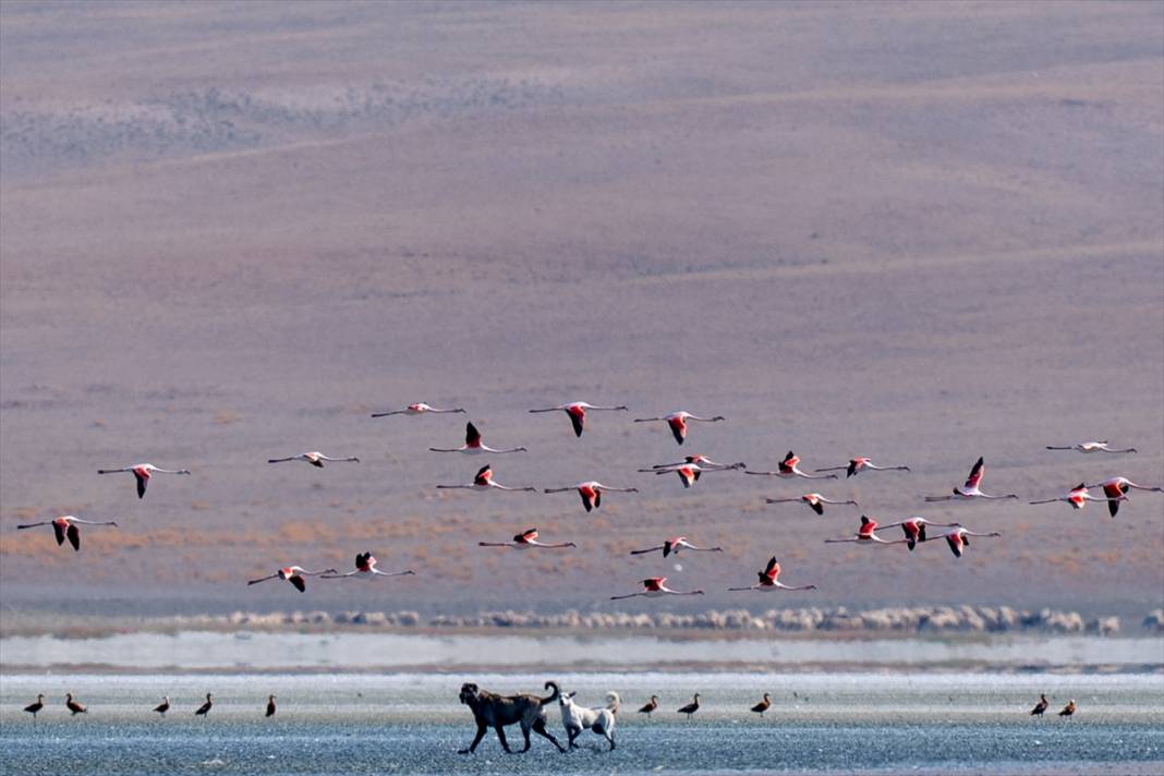 Konya’nın flamingo cenneti! 180 türe ev sahipliği yapıyor, görsel şölen sunuyor 29